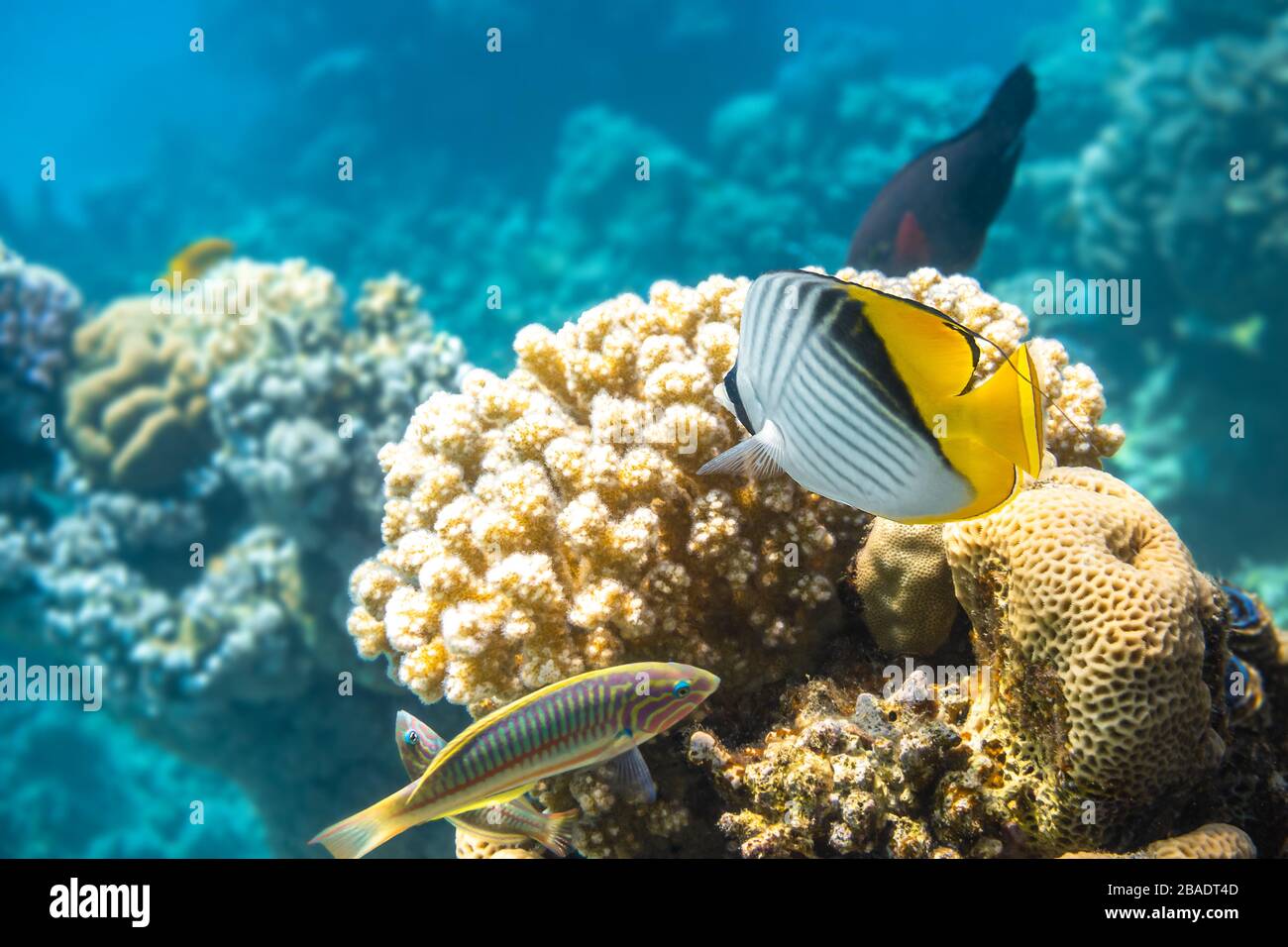 Poisson Papillon Bleu Banque d'image et photos - Alamy