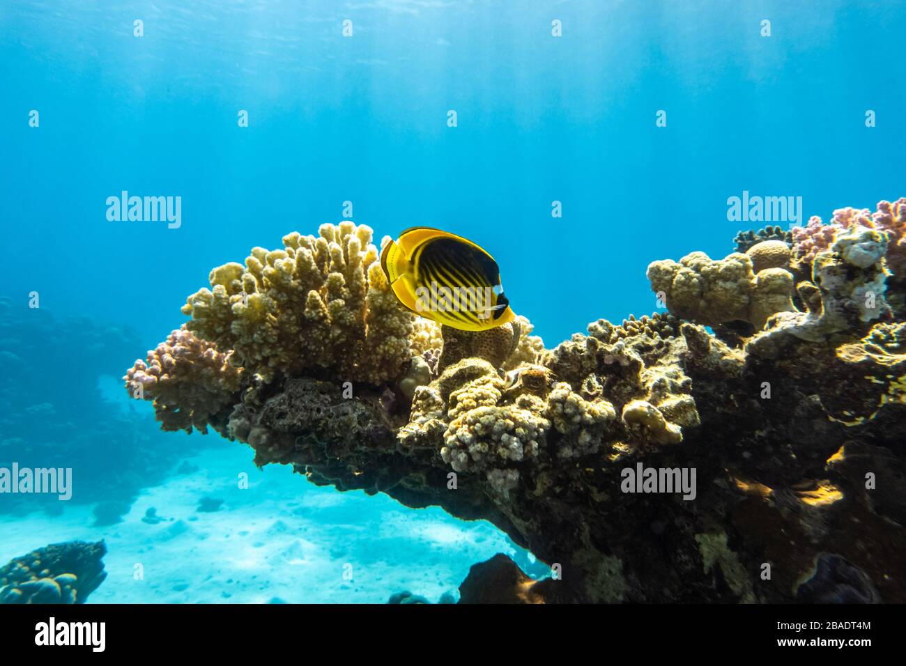 Raton laveur de butterflyfish près du récif de corail, eau turquoise transparente, rayons du soleil qui s'involent à travers la surface de l'eau. FIS à rayures colorées et papillons tropicaux Banque D'Images