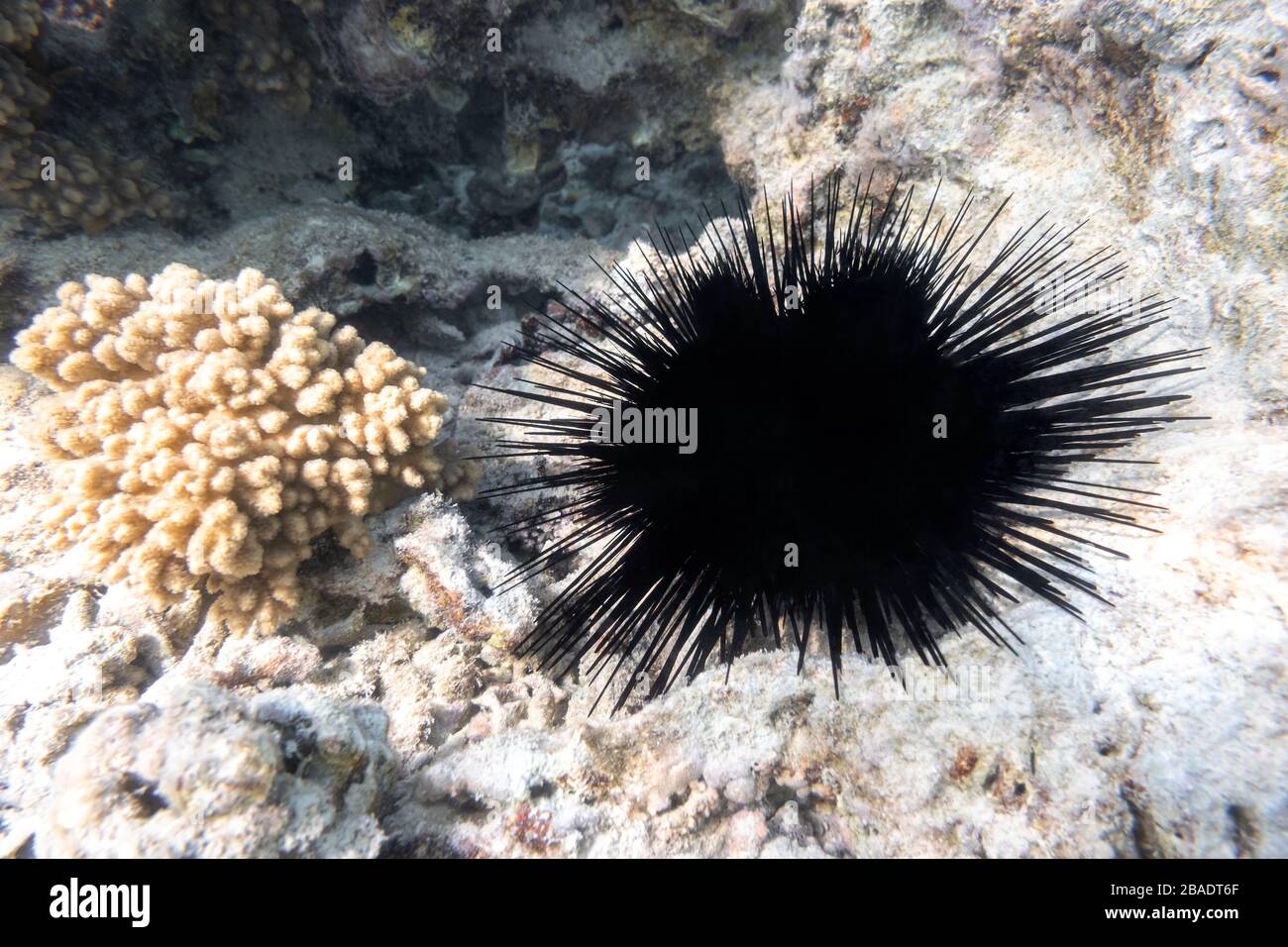 Long Spined Sea Urchin (Diadema setosum) Hiden dans le fond de la roche près de Coral Reef. Animal sous-marin dangereux avec Thorns à zones noires, mer Rouge, par exemple Banque D'Images