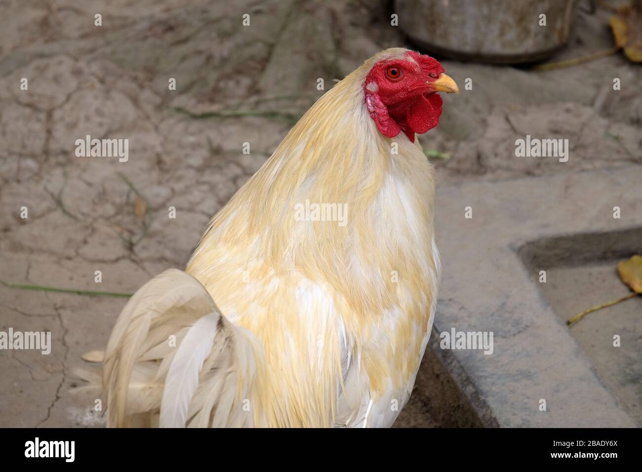 Poulet domestique à la ferme à Kumrokhali, Bengale occidental, Inde Banque D'Images