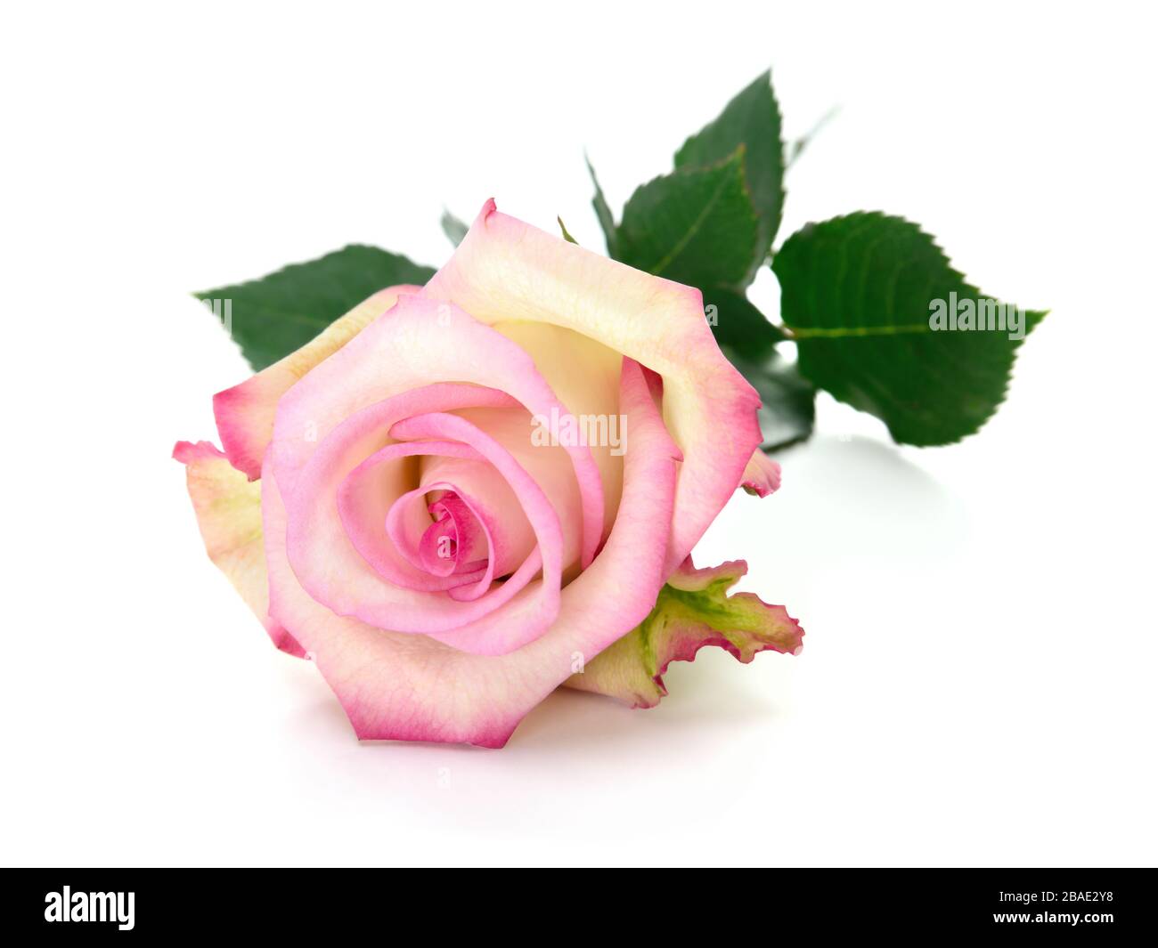 Rose rose rose magnifique entièrement fleuri avec tige et feuilles sur fond blanc pur Banque D'Images