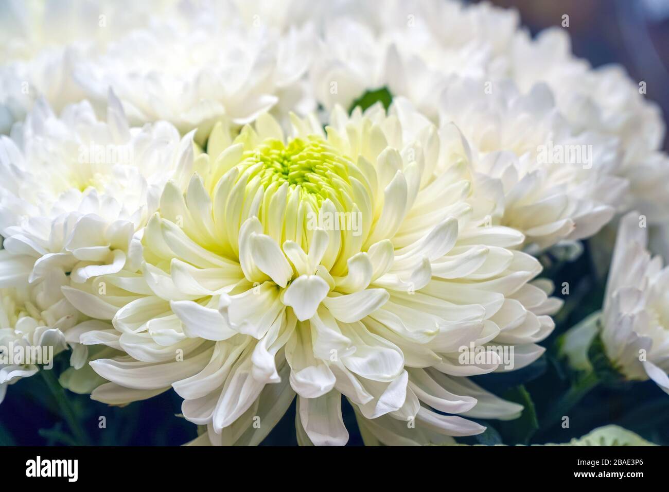 Fleurs de chrysanthèmes blancs close-up. Soft focus sélectif Banque D'Images