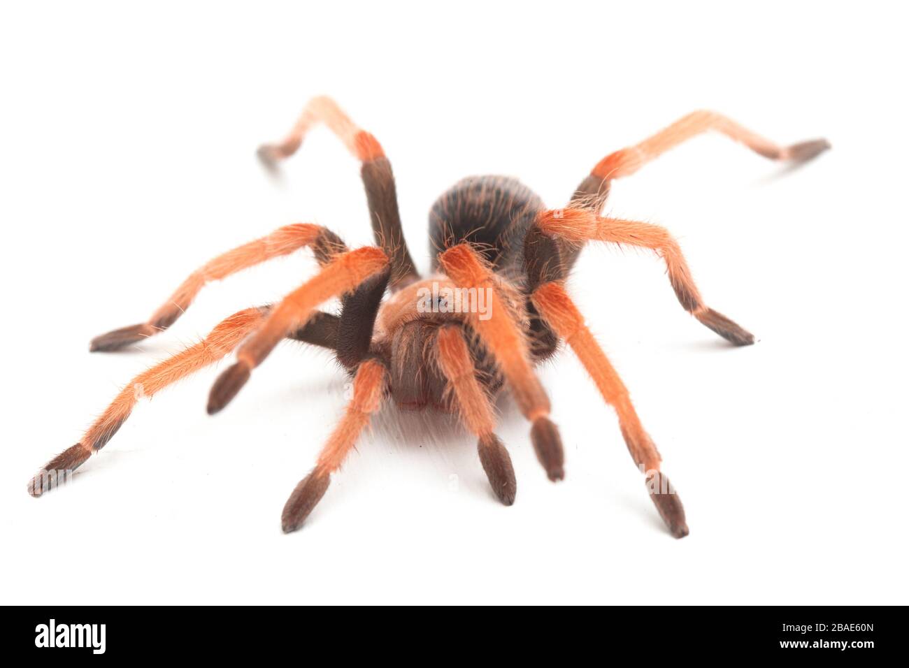 Fireleg Tarantula (Brachypelma boehmei) du Mexique isolé sur fond blanc Banque D'Images