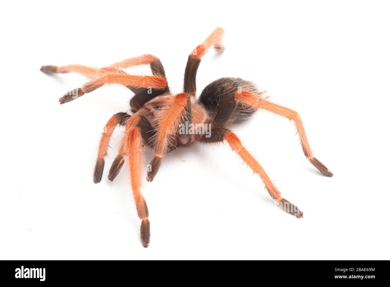 Fireleg Tarantula (Brachypelma boehmei) du Mexique isolé sur fond blanc Banque D'Images