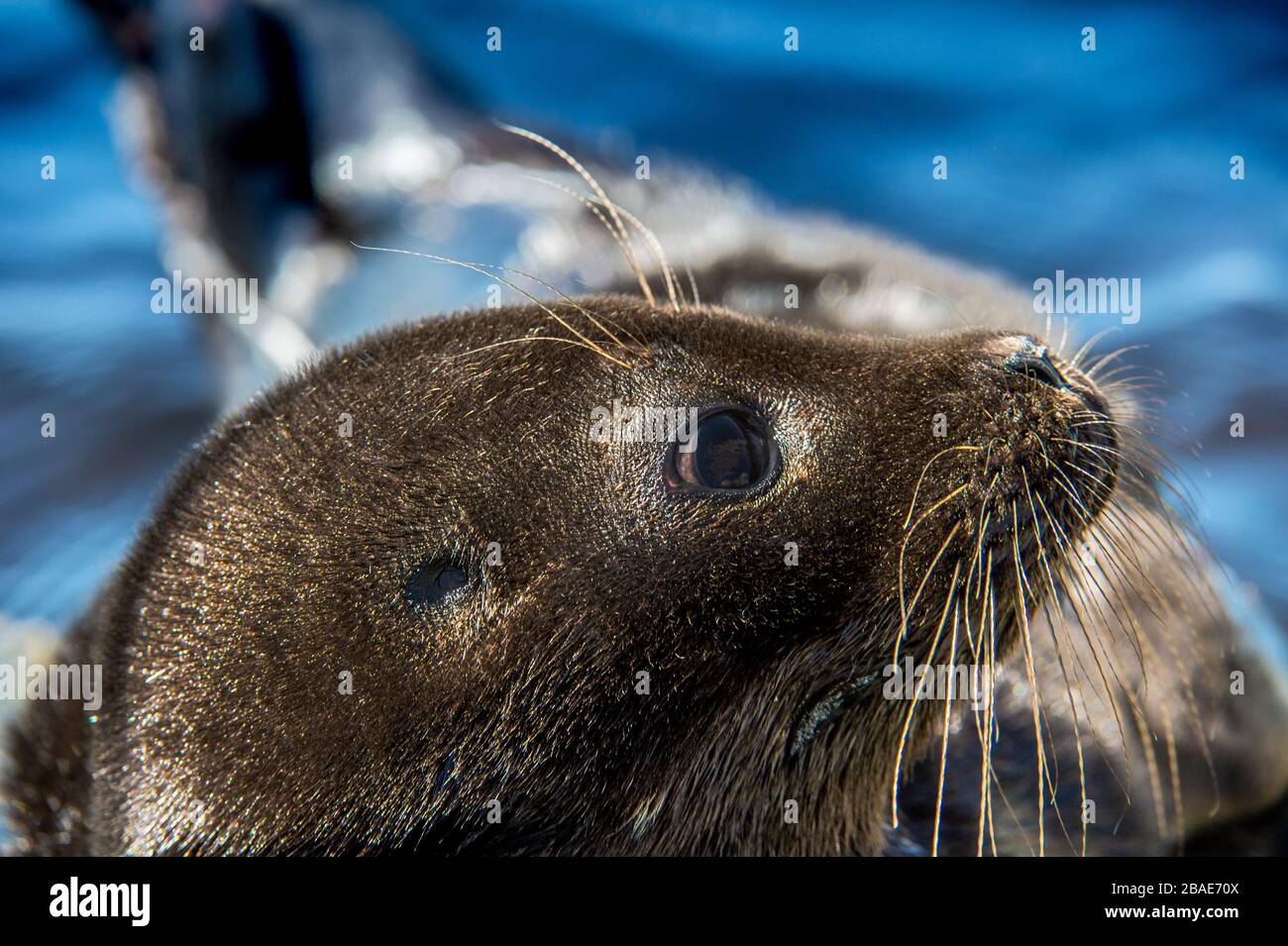 Joint annelé Ladoga. Gros plan portrait, fond bleu d'eau. Nom scientifique: Pusa hispida ladogensis. Le phoque de Ladoga dans un habitat naturel. Ladoga Banque D'Images