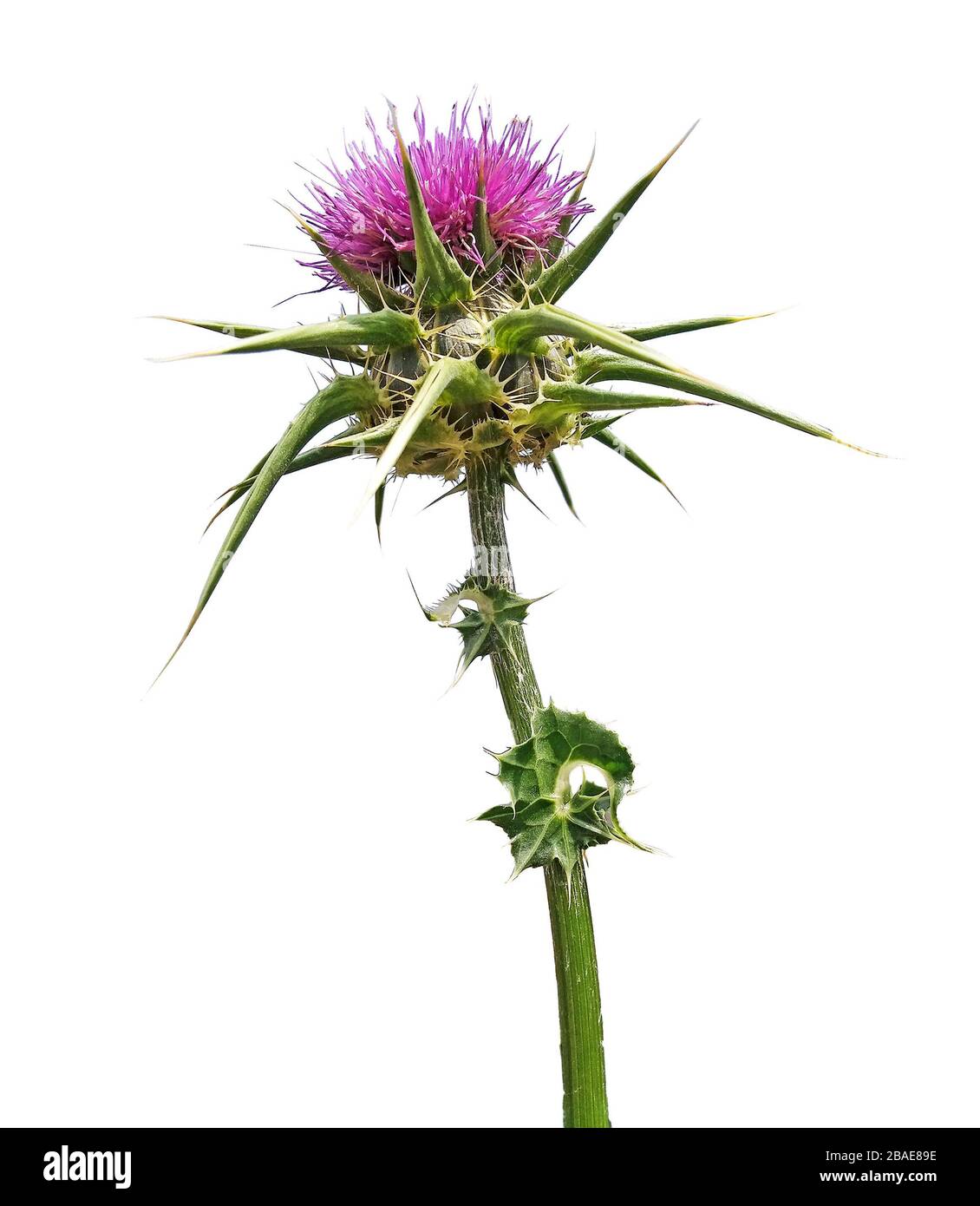 Lance la floraison Cirsium vulgare) Banque D'Images