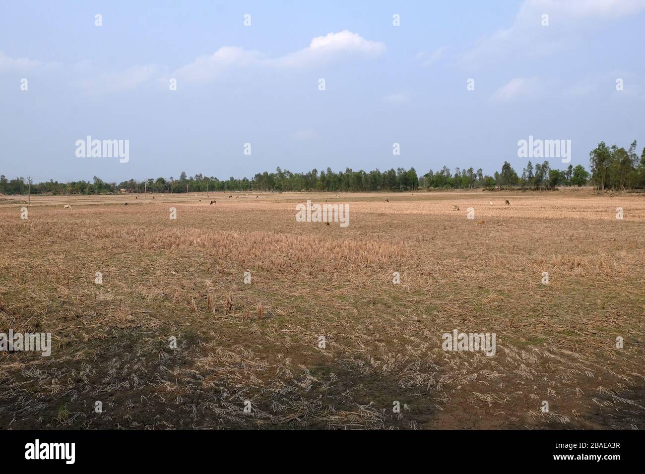 Champ de riz juste après la récolte à Kumrokhali, Bengale occidental, Inde Banque D'Images