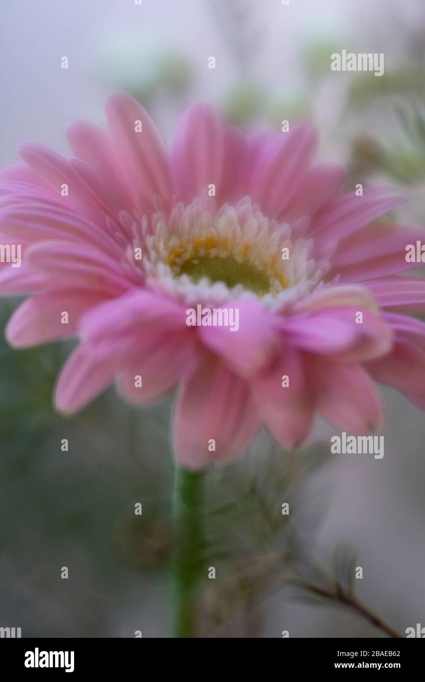 Une seule fleur rose de Gerbera dans un foyer doux avec une sensation romantique, et le feuillage d'arrière-plan. Orientation portrait Banque D'Images