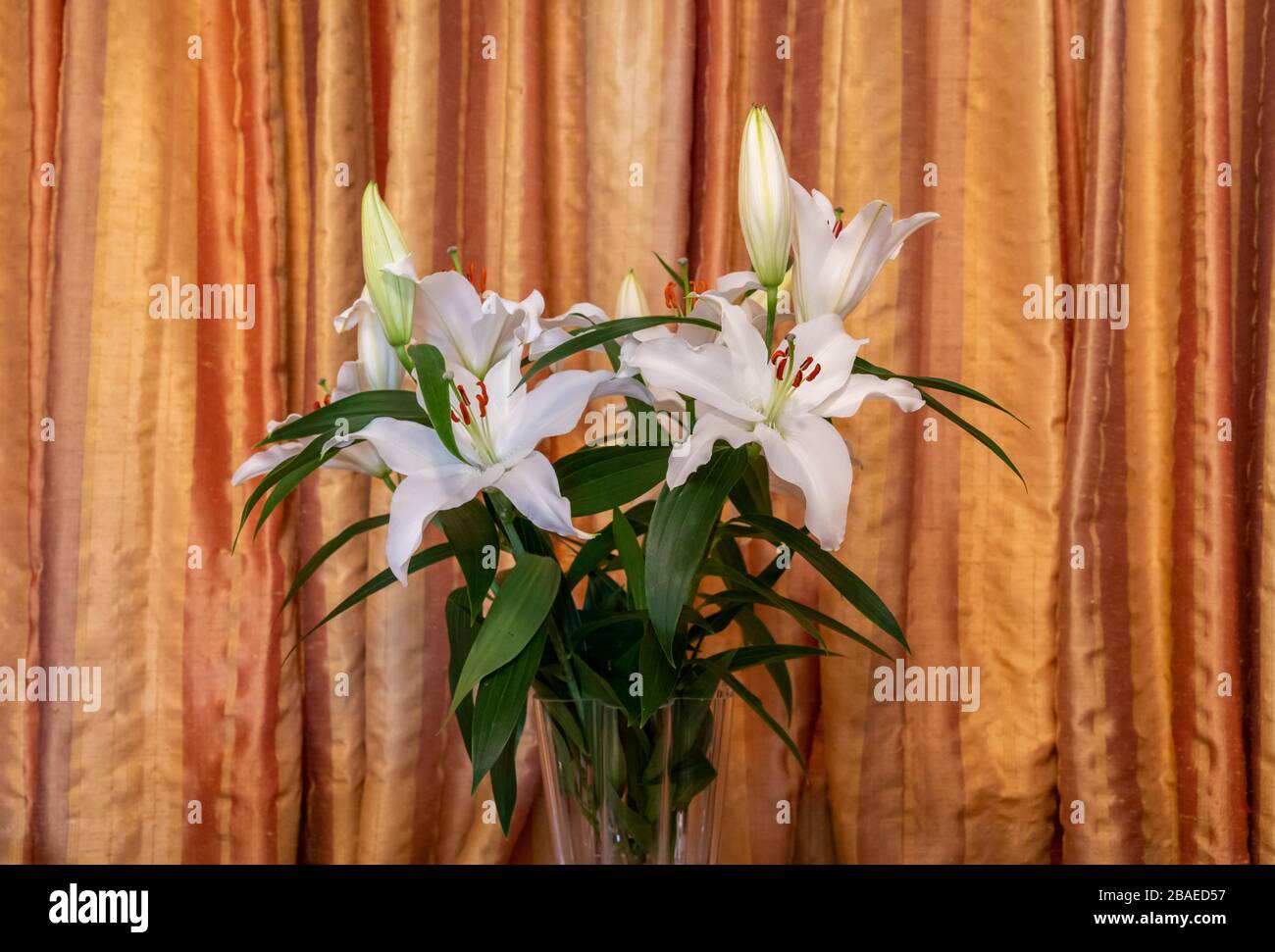 Photo de vie de l'intérieur avec des fleurs de lys coupées dans un vase avec des rideaux en soie dorée comme toile de fond. Banque D'Images