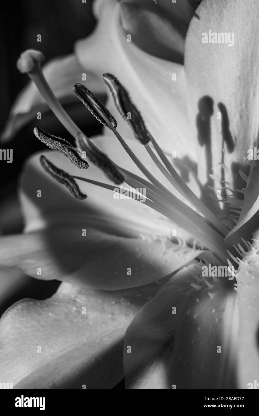 Closeup noir et blanc de la stigmatisation, du style, des étamines, des filaments et des pétales d'une fleur de lys blanche à la lumière directe du soleil créant des ombres. Banque D'Images