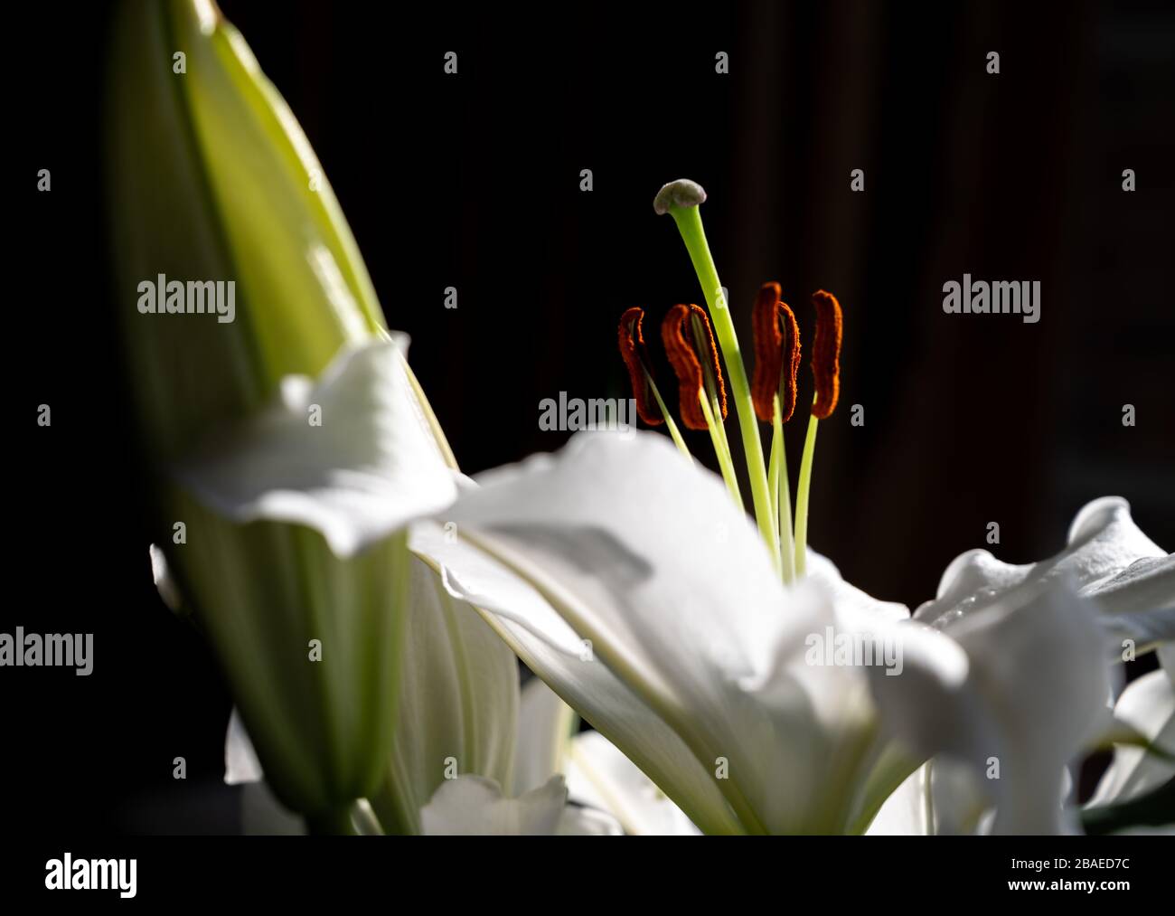 Gros plan d'une fleur de lys blanc et d'un bourgeon contre un bakground sombre. Banque D'Images