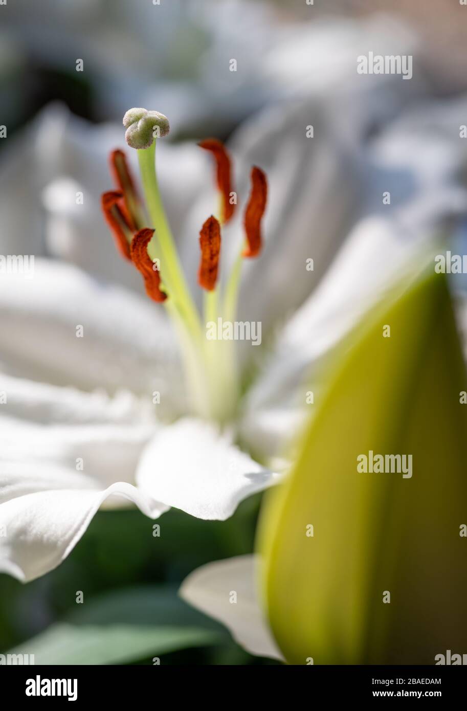 Gros plan d'une fleur de lys blanche avec un bourgeon hors foyer au premier plan. Banque D'Images