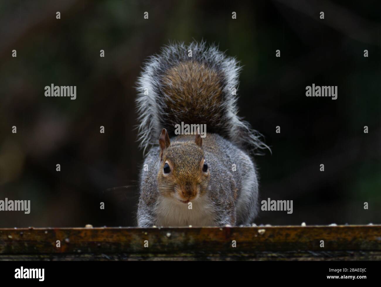 Squirrel Sciurus carolinensis gris sur table d'oiseaux.Îles britanniques Banque D'Images
