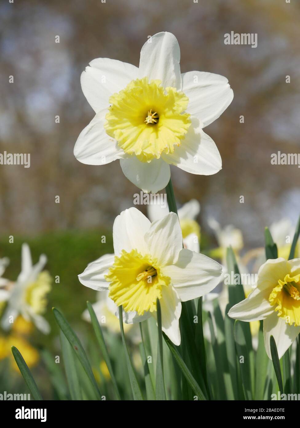 Gros plan sur le magnifique jonquille à fleurs printanières au soleil qui monte au-dessus des autres isolés contre les branches de feuillage et d'arbres fruitiers floues Banque D'Images