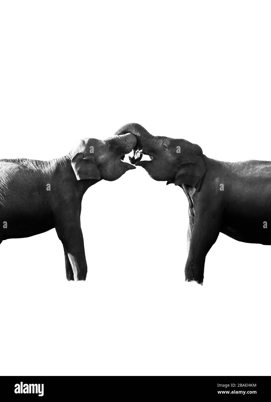 Deux éléphants qui interagissent dans le parc national de Minneriya, au Sri Lanka Banque D'Images