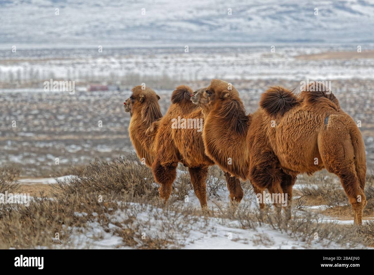 Bactrain chameaux dans la neige du désert, Mongolie Banque D'Images