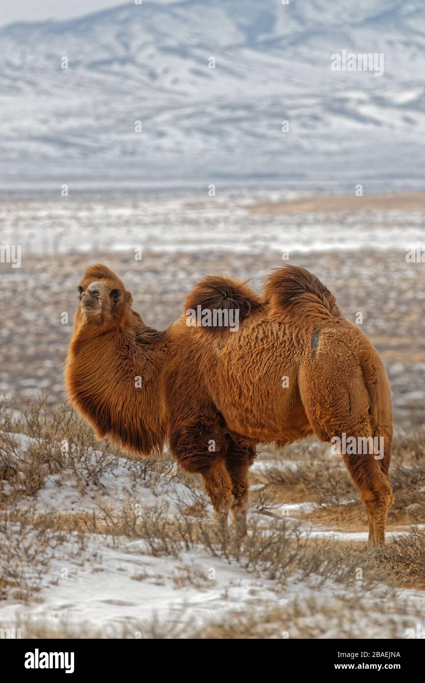 Bactrain chameaux dans la neige du désert, Mongolie Banque D'Images