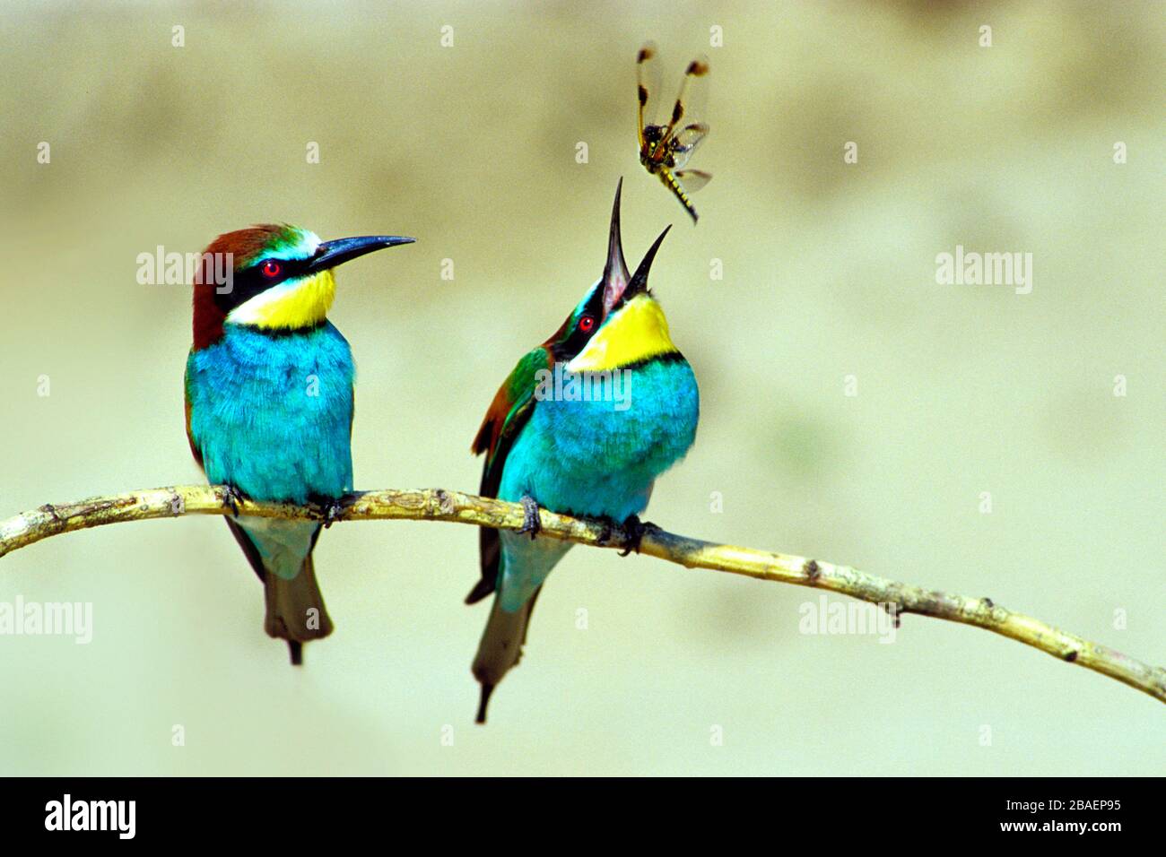 Bienenfresser Sitzwarte auf, (Merops apiaster) Banque D'Images