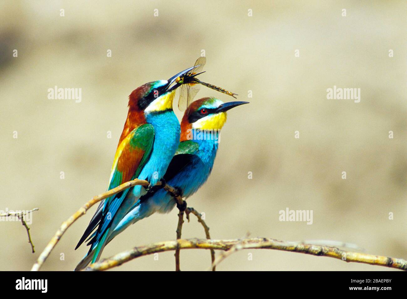 Bienenfresser Sitzwarte auf, (Merops apiaster) Banque D'Images