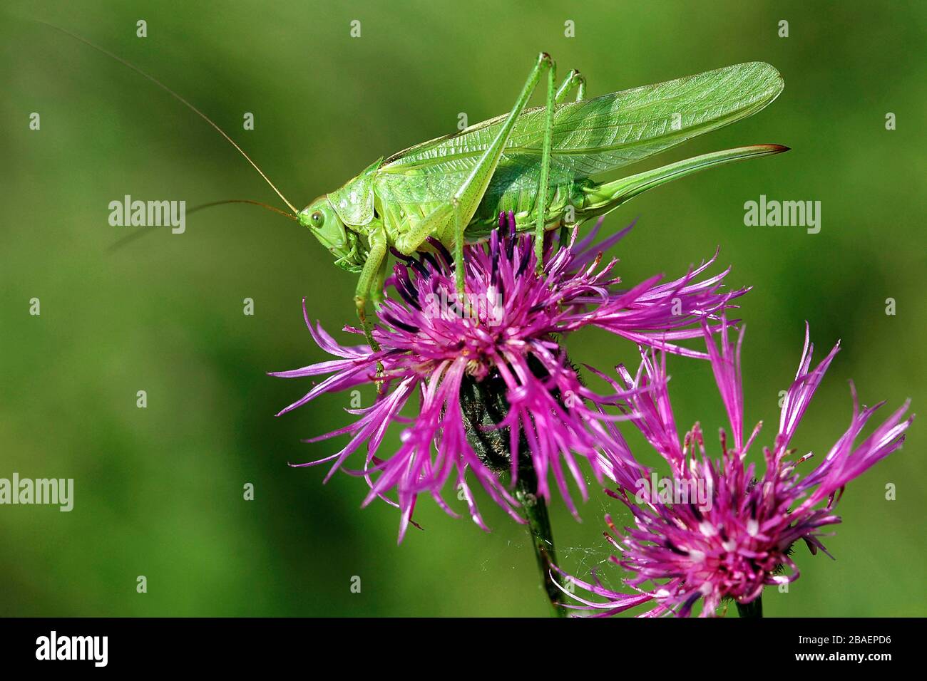 Heupferd Gruenes, (Tettigonia viridissima), Banque D'Images