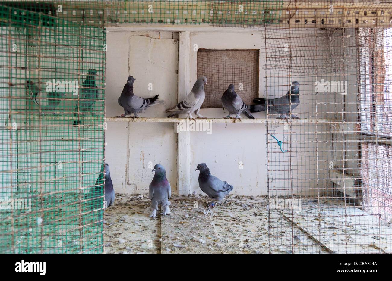 Pigeons en cage sur le marché. Banque D'Images