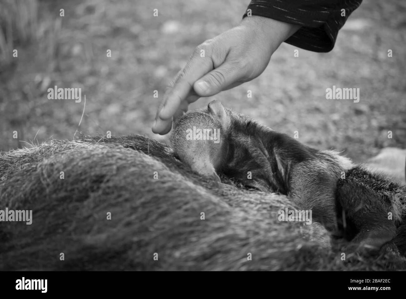 Tamanduá Bandeira Morto Banque D'Images