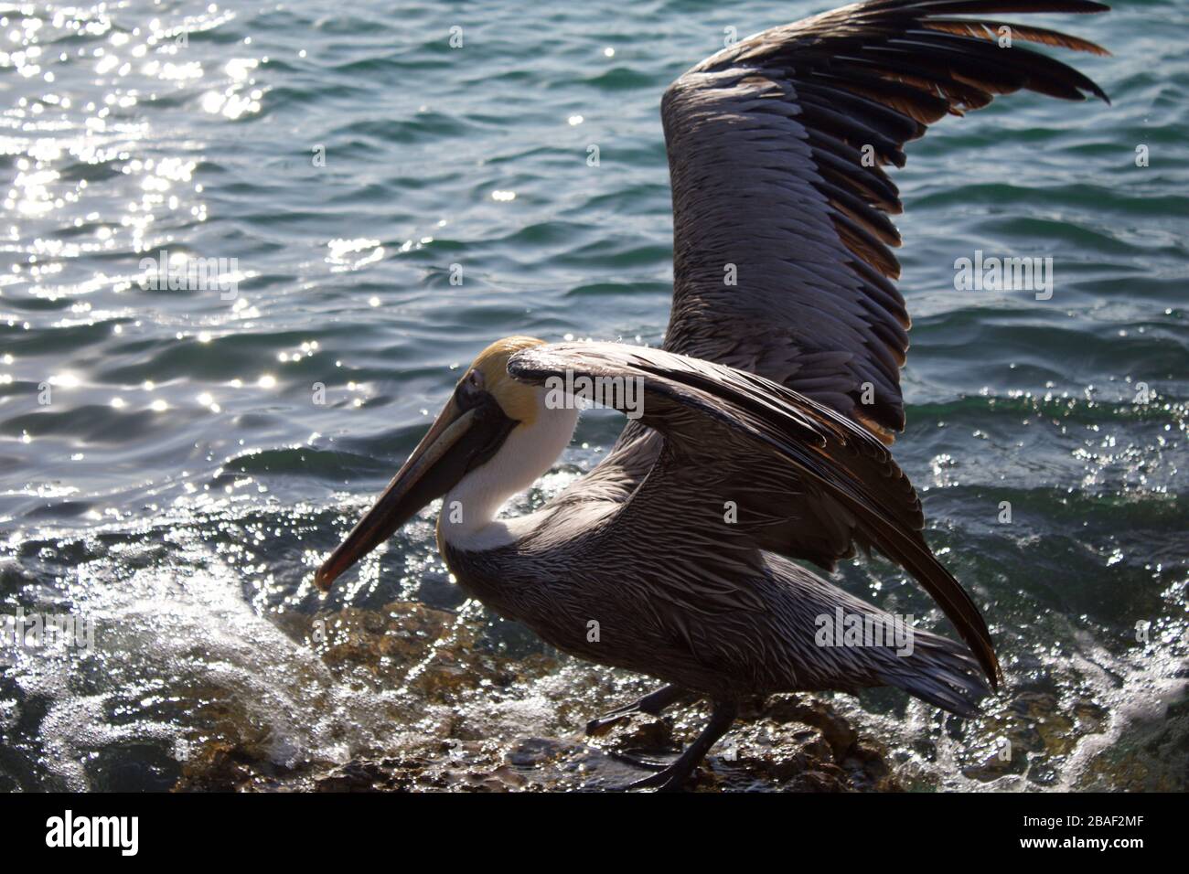 pelican détente dans la brise du golfe Banque D'Images