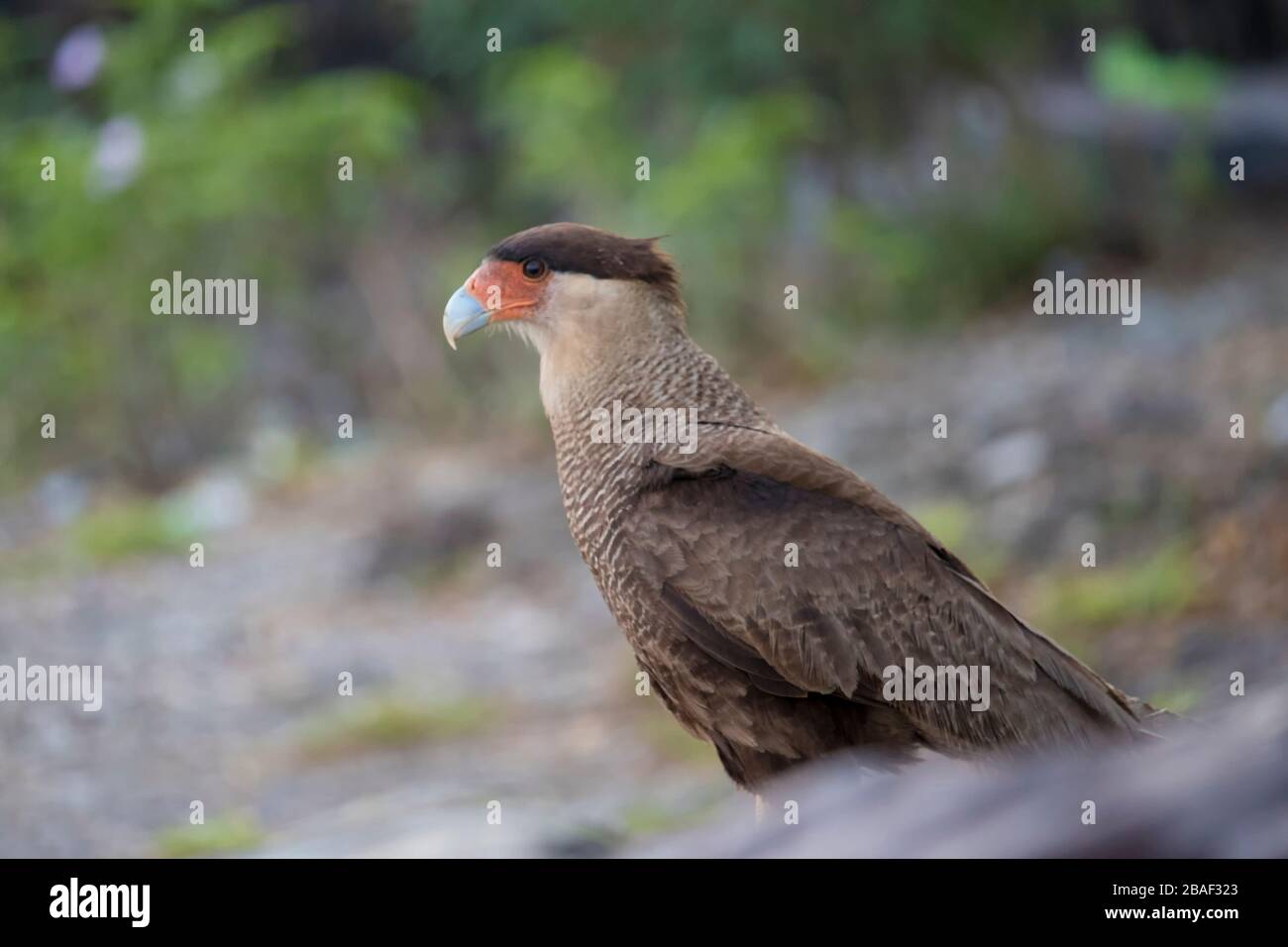Carcará Pantaneiro Banque D'Images
