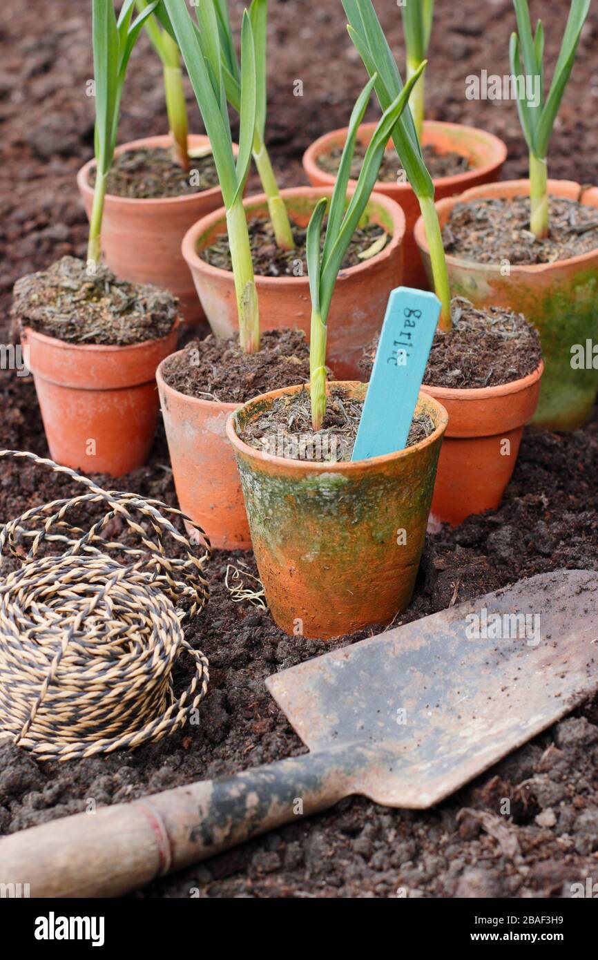 Allium sativum 'Lautrec Wight'. Planter des plantes d'ail dans un lit surélevé au printemps. ROYAUME-UNI Banque D'Images