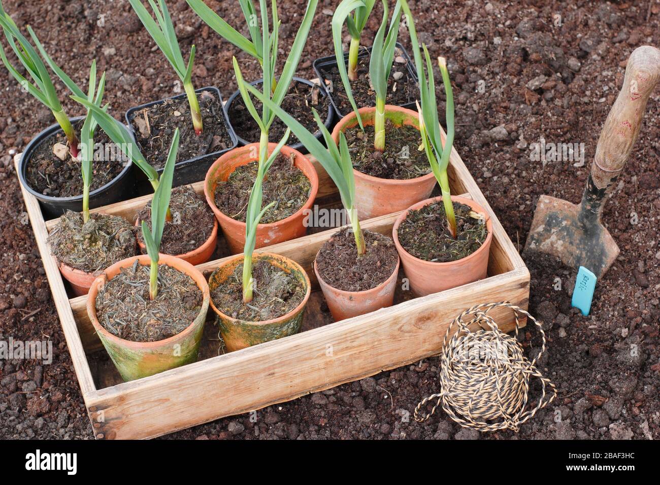 Allium sativum 'Lautrec Wight'. Planter de jeunes, la casserole a commencé à planter des plantes d'ail dans un lit surélevé au printemps. ROYAUME-UNI Banque D'Images