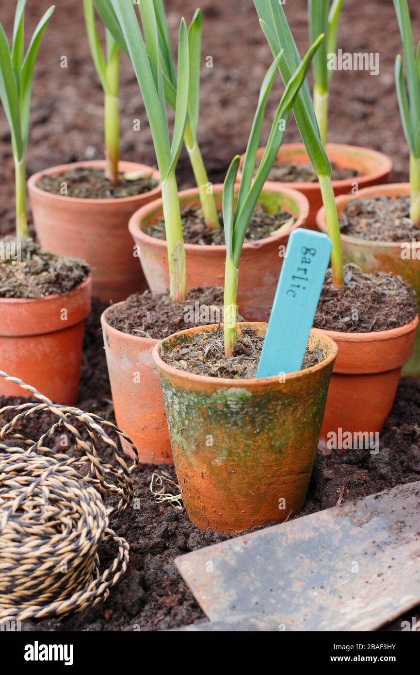 Allium sativum 'Lautrec Wight'. Planter de jeunes, la casserole a commencé à planter des plantes d'ail dans un lit surélevé au printemps. ROYAUME-UNI Banque D'Images