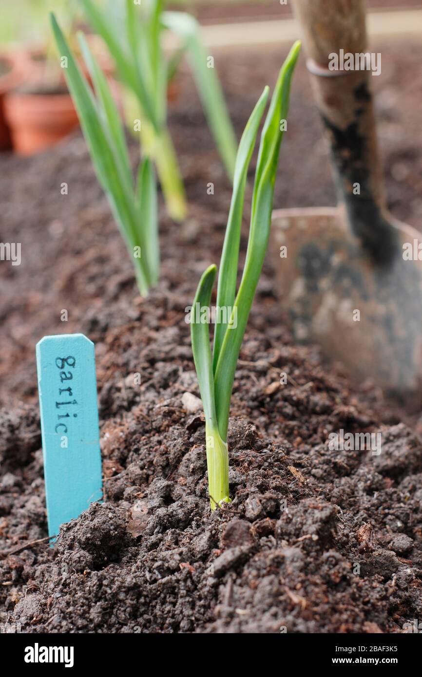 Allium sativum 'Lautrec Wight'. Planter de jeunes plants d'ail dans un sol bien drainé au printemps. ROYAUME-UNI Banque D'Images