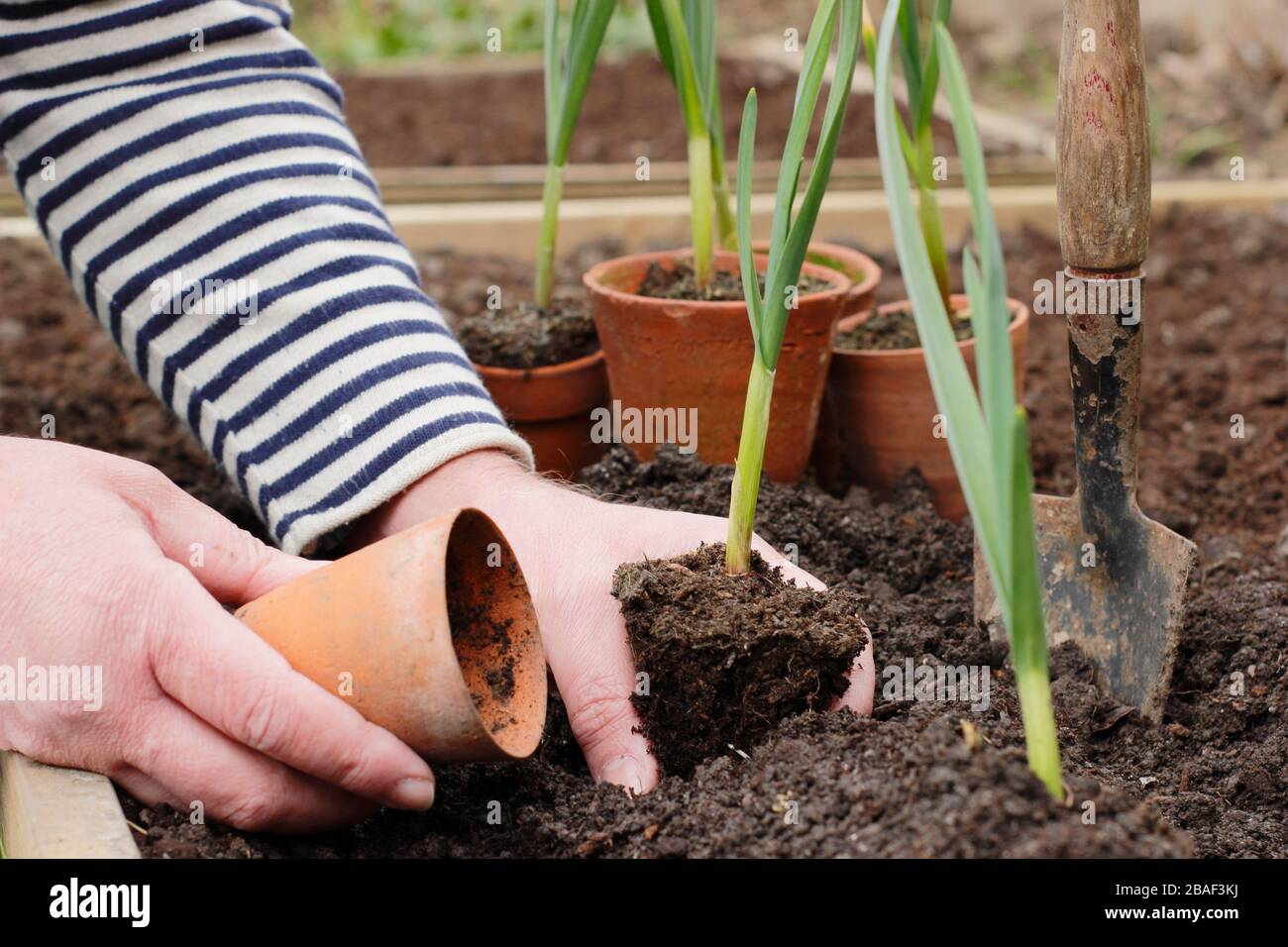 Allium sativum 'Lautrec Wight'. Planter de jeunes plants d'ail dans un sol bien drainé au printemps. ROYAUME-UNI Banque D'Images