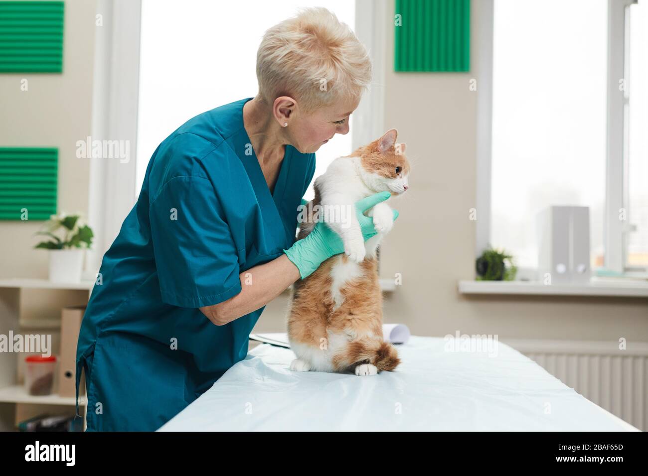 Femme mûre en uniforme examinant et traitant le chat domestique dans la clinique vétérinaire Banque D'Images