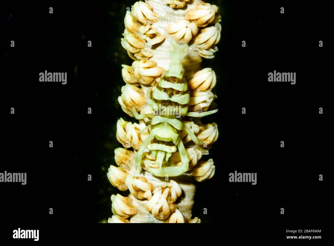 Fouetter la crevette de corail (Pontonides ankeri) détroit de Lembeh, Indonésie Banque D'Images
