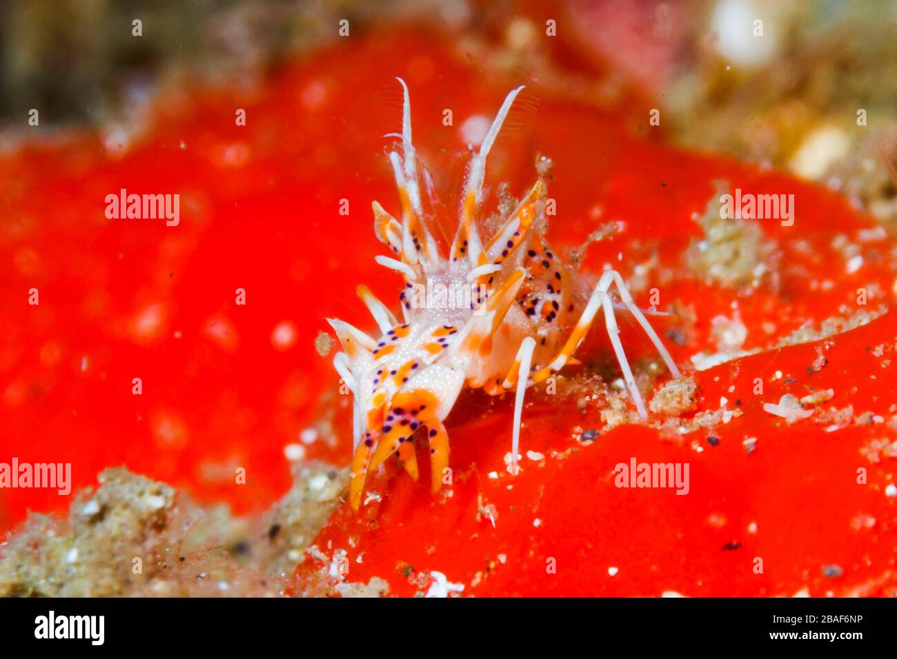 Crevettes tigrées à épines (Phyllognathia ceratophthalma) détroit de Lembeh, Indonésie Banque D'Images
