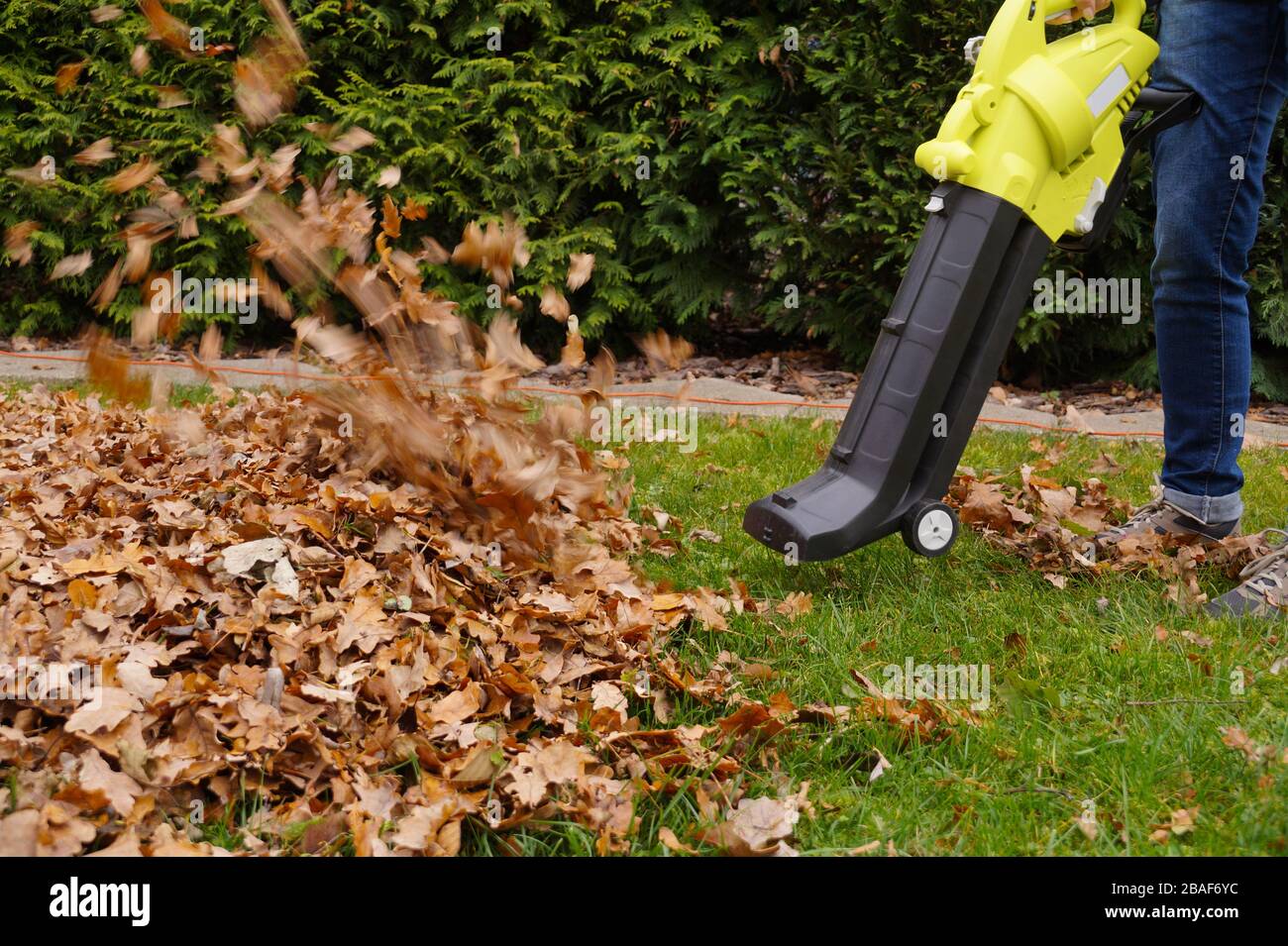 Travail d'automne dans le jardin. Raclage des feuilles à l'aide d'un ventilateur. Banque D'Images