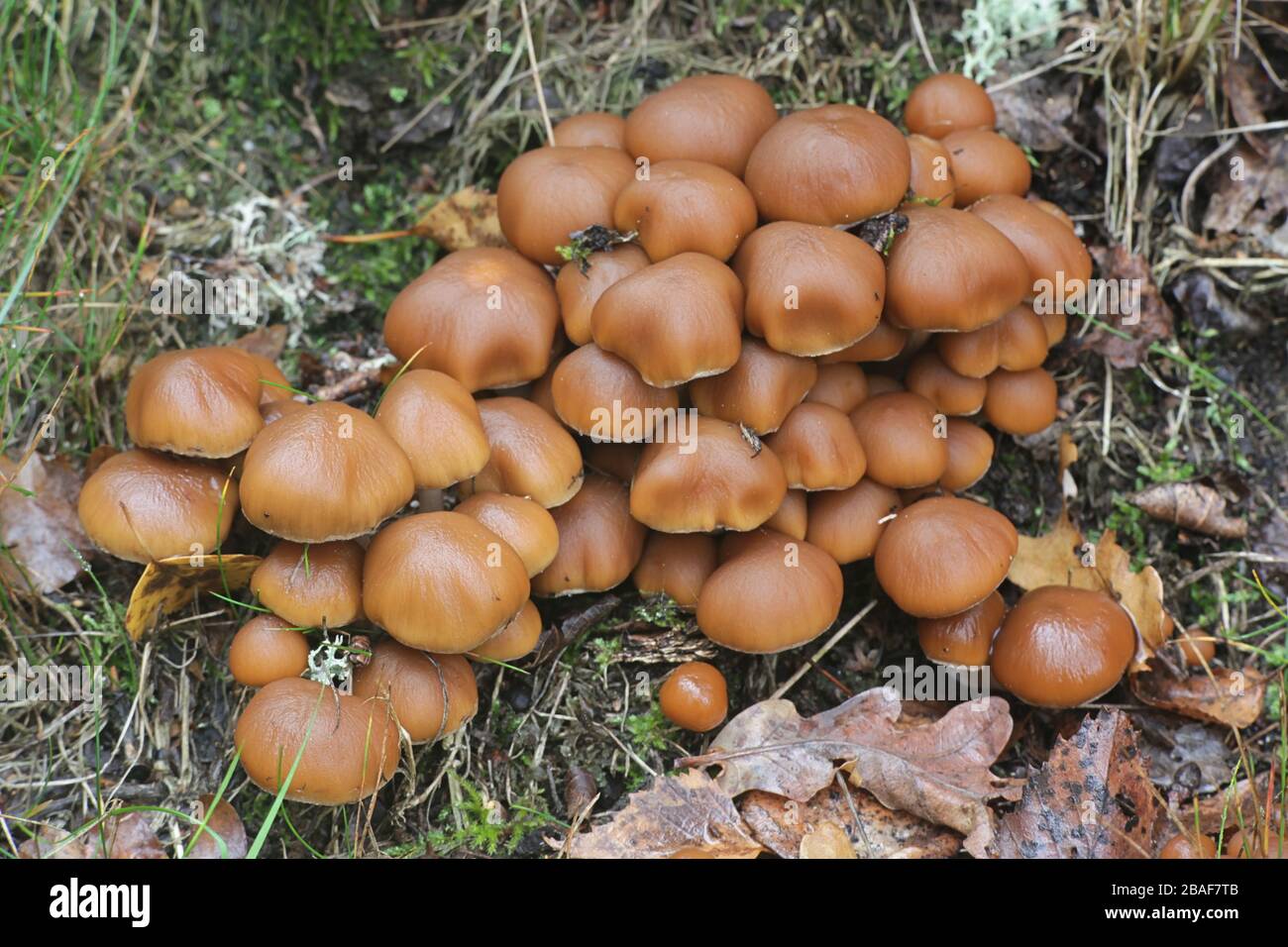 Psathyrella piluliformis, connu sous le nom de souche commune Brittlestem, champignons croissant sur chêne en Finlande Banque D'Images Psathyrella piluliformis, connu sous le nom de souche commune Brittlestem, champignons croissant sur chêne en Finlande Banque D'Images