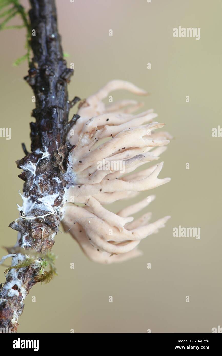 Lentaria byssiseda, corail champignon de la Finlande Banque D'Images