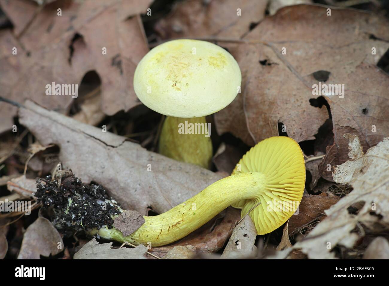 Tricholoma sulphureum, connu sous le nom de chevalier de soufre ou de gaz, toon chevalier sauvage de la Finlande aux champignons Banque D'Images