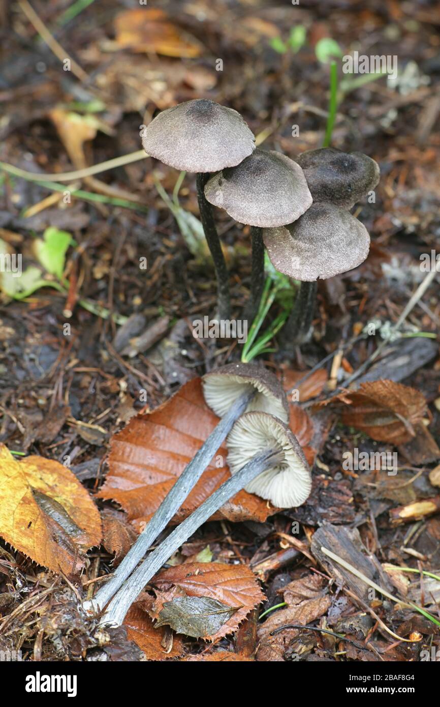 Entoloma tjallingiorum Pinkgill, connu sous le nom de champignons poilue Banque D'Images