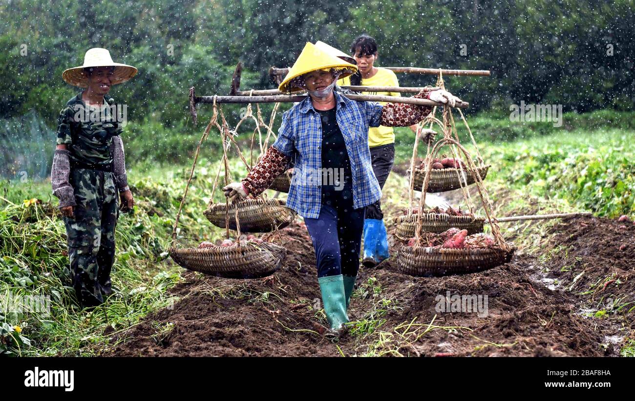 (200327) -- NANNING, 27 mars 2020 (Xinhua) -- les agriculteurs portent des patates douces avec des poteaux d'épaule dans le village de Xiliao, dans la ville de Qinzhou, dans la région autonome de Guangxi Zhuang, en Chine méridionale, 23 juillet 2019. La région autonome de Guangxi Zhuang, très peuplée par la minorité ethnique la plus peuplée de la Chine, Zhuang, et de nombreux autres groupes minoritaires, souffre depuis longtemps de la pauvreté. C'est un front majeur de la campagne anti-pauvreté de la Chine qui vise à éradiquer la pauvreté absolue d'ici 2020. La région a fait des progrès importants dans la lutte contre la pauvreté et la revitalisation rurale. Statistiques de la pauvreté régionale Banque D'Images