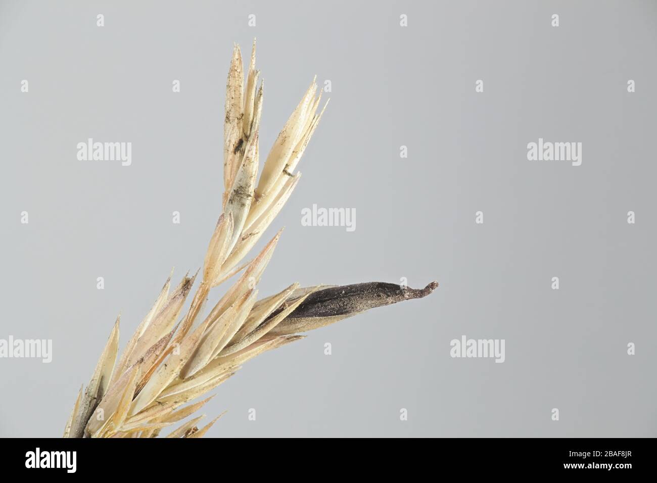 Claviceps purpurea, connu sous le nom de champignon, l'ergot sur la croissance de l'herbe des prés (Poa sp) en Finlande Banque D'Images Claviceps purpurea, connu sous le nom de champignon, l'ergot sur la croissance de l'herbe des prés (Poa sp) en Finlande Banque D'Images