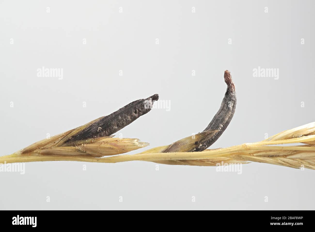 Claviceps purpurea, connu sous le nom de champignon, l'ergot sur la croissance de l'herbe des prés (Poa sp) en Finlande Banque D'Images Claviceps purpurea, connu sous le nom de champignon, l'ergot sur la croissance de l'herbe des prés (Poa sp) en Finlande Banque D'Images