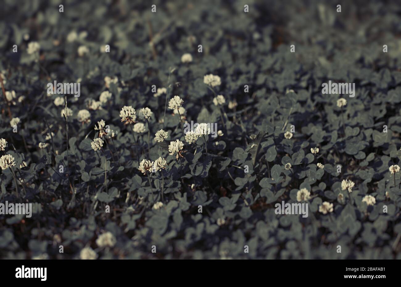Trèfle romantique ou arrière-plan shamrock Meadow. Traitement nostalgique, tons vintage, style 35 mm. Texture naturelle. Banque D'Images