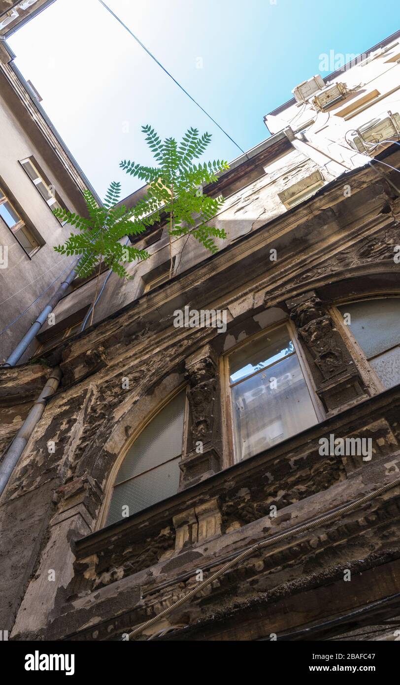 Deux jeunes arbres qui poussent sur une façade de maison dans une cour, Knez-Mihailova, Belgrade, Serbie, Europe Banque D'Images