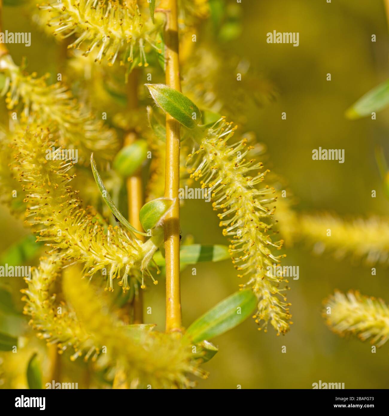 Les fleurs mâles du saule pleureur, Salix babylonica Banque D'Images