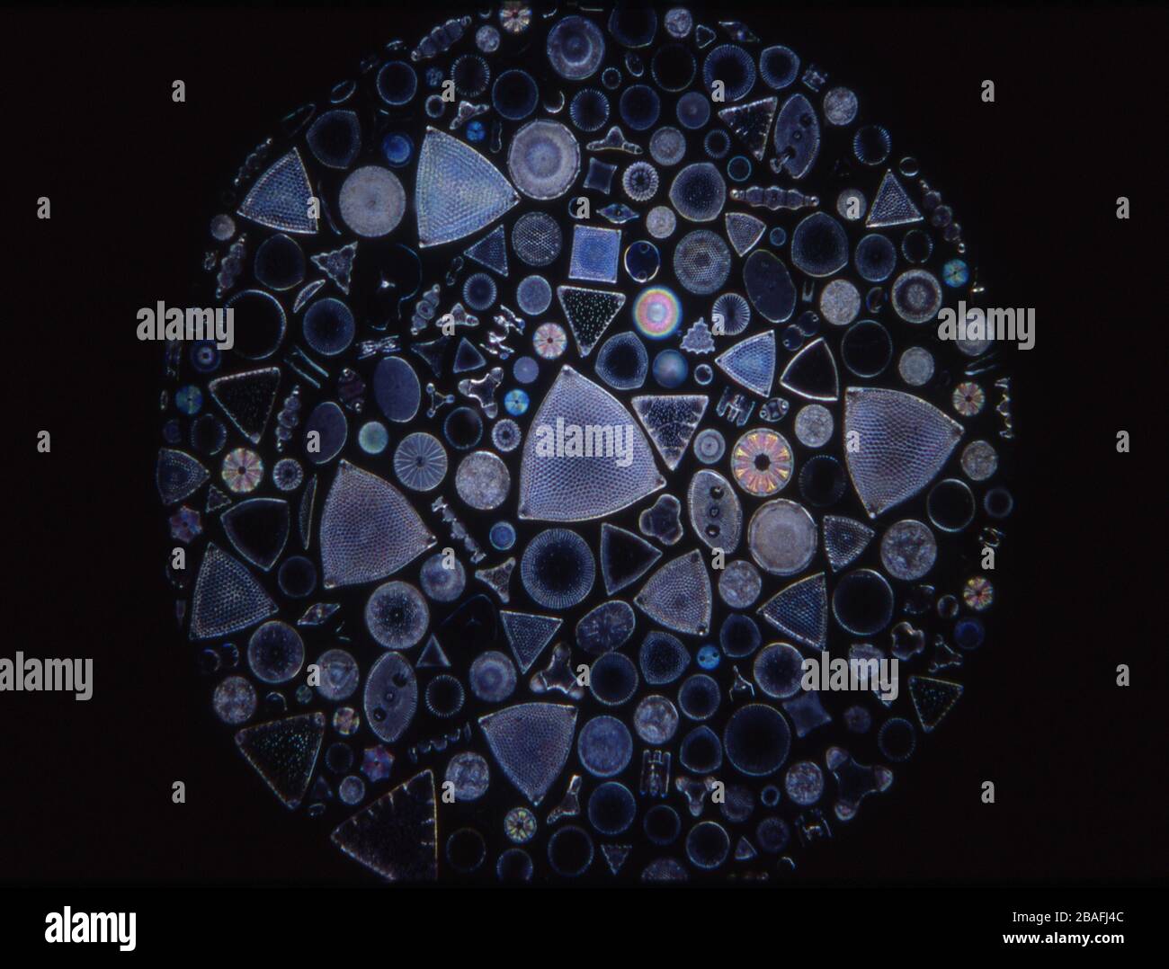 Les diatomées de la mer sous le microscope 100x Banque D'Images
