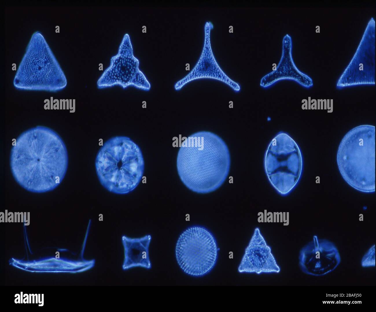 Les diatomées de la mer sous le microscope 100x Banque D'Images