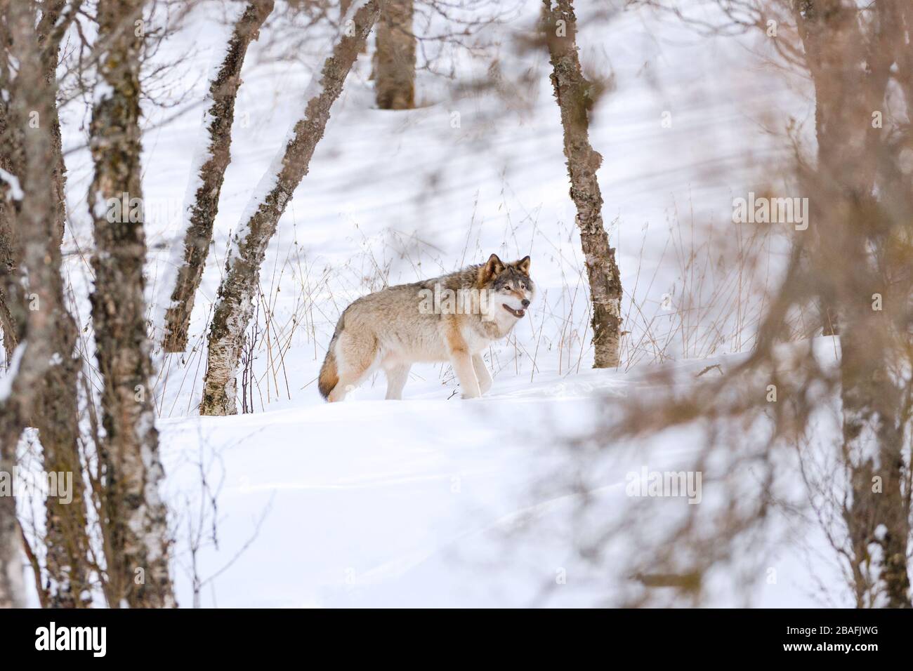 Canis Lupus marchant au milieu d'arbres nus sur la neige Banque D'Images